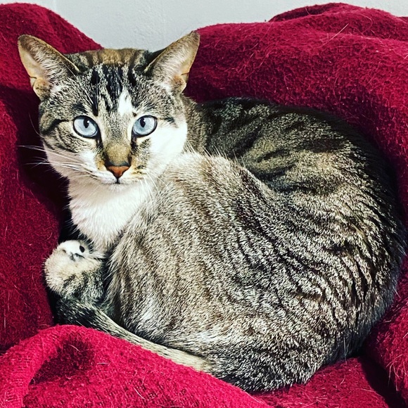 Meet your Posher, Tracey - Picture 6 of 8